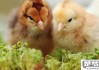 刚买的小鸡仔怎么养活？新手养鸡必备指南