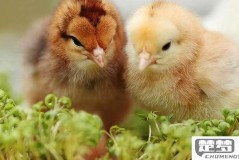 刚买的小鸡仔怎么养活？新手养鸡必备指南