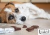 狗吃巧克力会怎么样？紧急处理与预防措施全解析