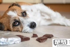 狗吃巧克力会怎么样?紧急处理与预防措施全解析