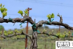 葡萄树怎么修剪视频：科学修剪步骤与技巧全解析