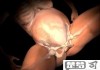 孩子是怎么生出来的？详细解析人类生育全过程