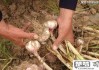 独头蒜是怎么种出来的？种植方法与技巧全解析