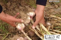 独头蒜是怎么种出来的？种植方法与技巧全解析