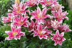 百合花开败后怎么处理？修剪、养护与复花全指南