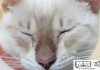 猫咪流眼泪是怎么回事？可能的原因及处理方法
