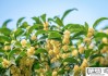 桂花的香味怎么形容？探索桂花香气的独特魅力与科学