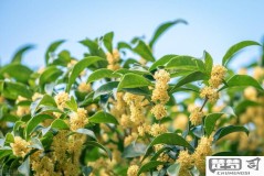 桂花的香味怎么形容？探索桂花香气的独特魅力与科学