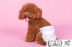 狗狗尿血是怎么回事？可能的原因及紧急处理方法