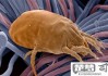螨虫怎么去除简单方法？家庭实用技巧大公开