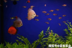 鱼缸多少升水怎么算?详细计算公式与步骤解析