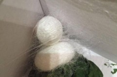 蚕吐丝怎么搭架子图片？养蚕吐丝架制作全攻略