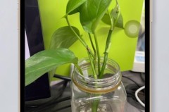 实况照片怎么发给别人?完整分享指南
