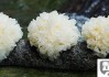 银耳是怎么长出来的？揭秘银耳的生长过程与家庭种植技巧