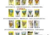 虎皮鹦鹉怎么分辨公母？最科学的方法在这里