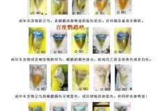 虎皮鹦鹉怎么分辨公母？最科学的方法在这里