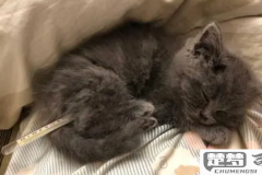 怎么判断猫咪发烧了?猫咪发烧的常见症状及处理方法