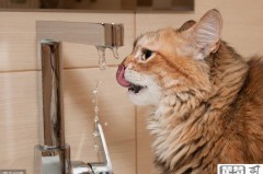 猫咪不爱喝水怎么办？实用解决方案与健康风险解析