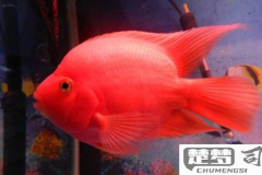 鹦鹉鱼变白怎么回事？原因与解决方法全解析