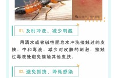 被隐翅虫咬了怎么办？紧急处理与预防措施全指南