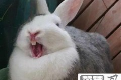 兔子牙齿太长怎么办？专业修剪与日常护理指南