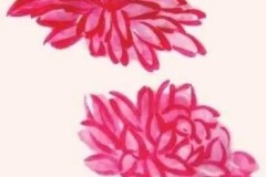 菊花怎么画简单又好看?适合初学者的分步教程