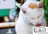 猫发情一直叫怎么办？有效缓解方法与护理指南