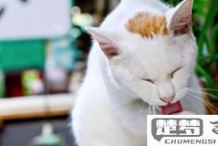 猫发情一直叫怎么办?有效缓解方法与护理指南