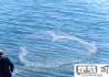 海边怎么用粘网捕鱼？掌握这些技巧让你收获满满