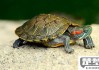 乌龟叫唤是怎么回事？解析乌龟发声的原因与应对措施