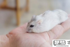 仓鼠发抖是怎么回事？原因分析与应对措施