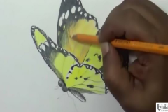 怎么画蝴蝶简单漂亮?适合初学者的步骤图解与视频教程