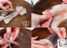 小鱿鱼怎么处理干净？详细步骤与技巧分享