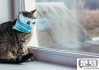 猫冠状病毒怎么治疗？详细治疗方案和护理指南