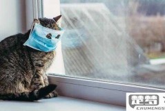 猫冠状病毒怎么治疗？详细治疗方案和护理指南