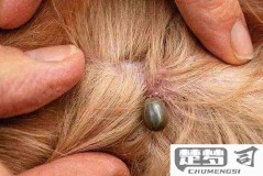 狗身上有蜱虫怎么去除？安全有效的去除与预防方法