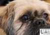 狗狗眼屎多怎么回事？常见原因及处理方法
