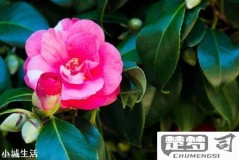 茶花怎么养才长得好？掌握这五大关键点让你的茶花茁壮成长