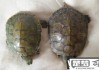 巴西龟怎么分辨公母？详细特征与科学方法解析