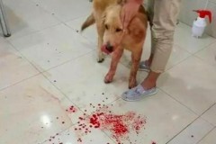 狗狗吐血是怎么回事?紧急处理与可能原因解析