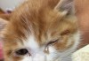 小猫流眼泪是怎么回事？常见原因及处理方法