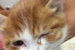 小猫流眼泪是怎么回事？常见原因及处理方法
