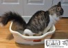 猫尿不出来尿怎么解决？紧急处理与长期护理指南