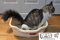 猫尿不出来尿怎么解决？紧急处理与长期护理指南