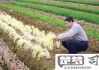 韭黄怎么种植出来的？掌握这些核心技术要点轻松种植