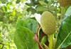 菠萝蜜怎么种植方法？完整步骤与技巧分享