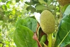 菠萝蜜怎么种植方法？完整步骤与技巧分享