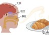 失去味觉嗅觉怎么恢复？有效方法大公开