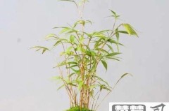 竹子怎么养才能更旺盛？全面解析光照、水分与养护技巧