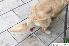 狗狗拉血是怎么回事?可能的原因及紧急处理方法